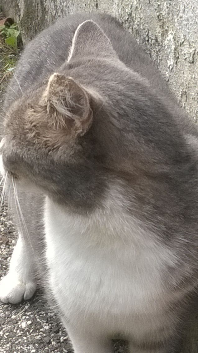 Un gatto sicuramente felice.