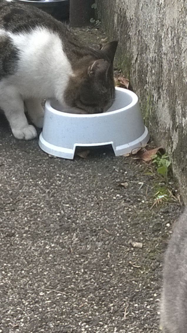 Un gatto molto curioso.