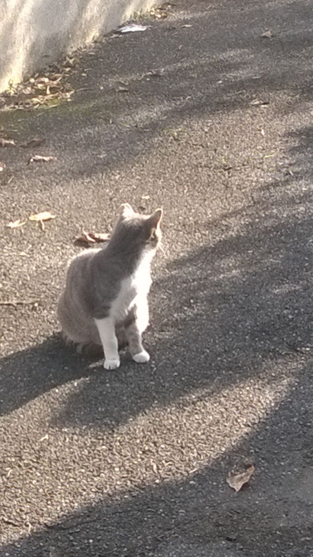 Il gatto alieno (come tutti i gatti).