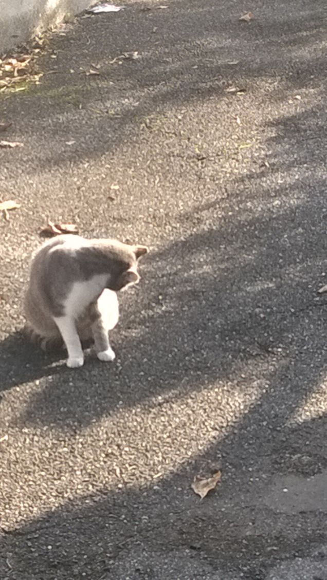 La guerra tra cani e gatti. Divertente film di grande successo.