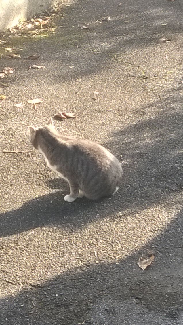 Un gatto magico. Simpatica commedia del 1958