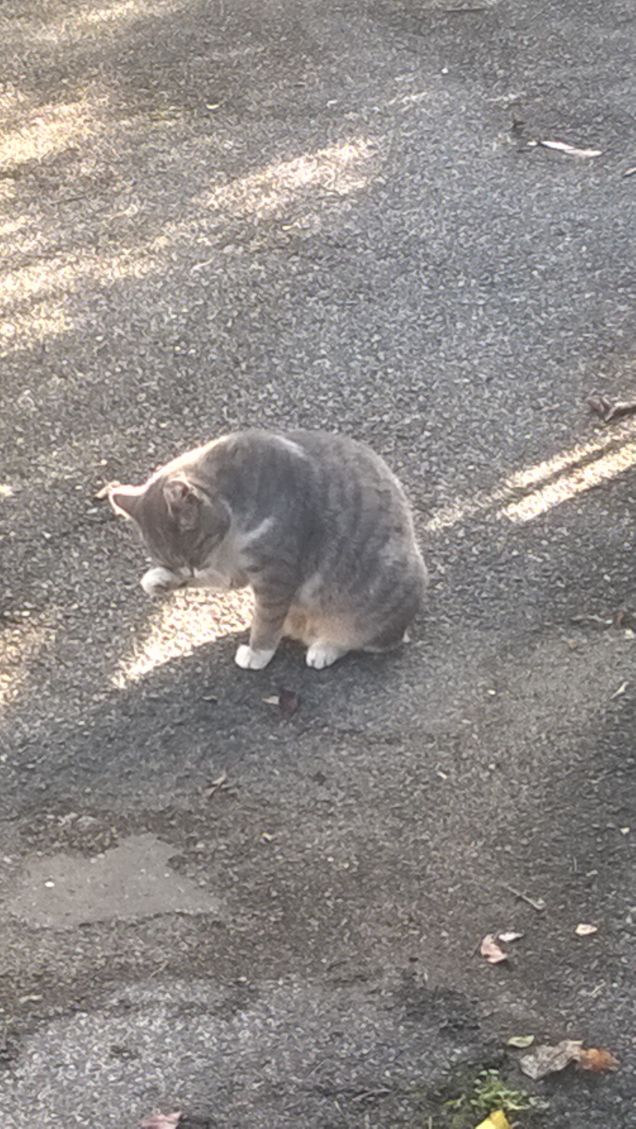Animali avventurosi. Strano trio a quattro zampe: due cani e un gatto siamese.