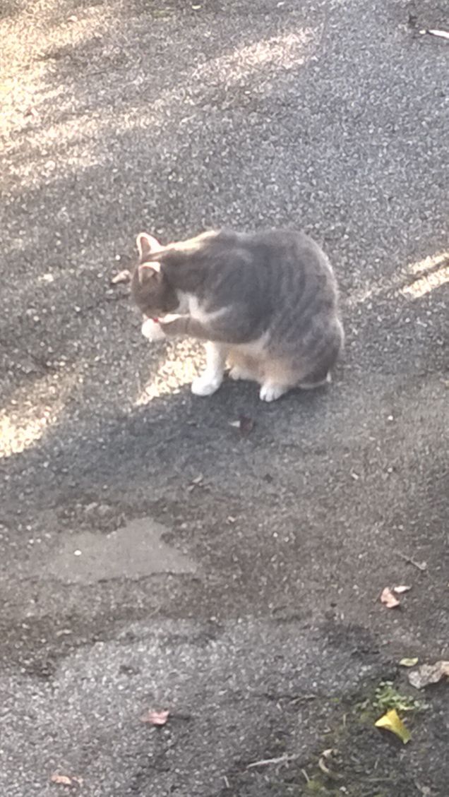 Ancora un gattone arancione.