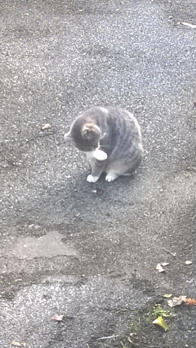 La posizione del gatto.