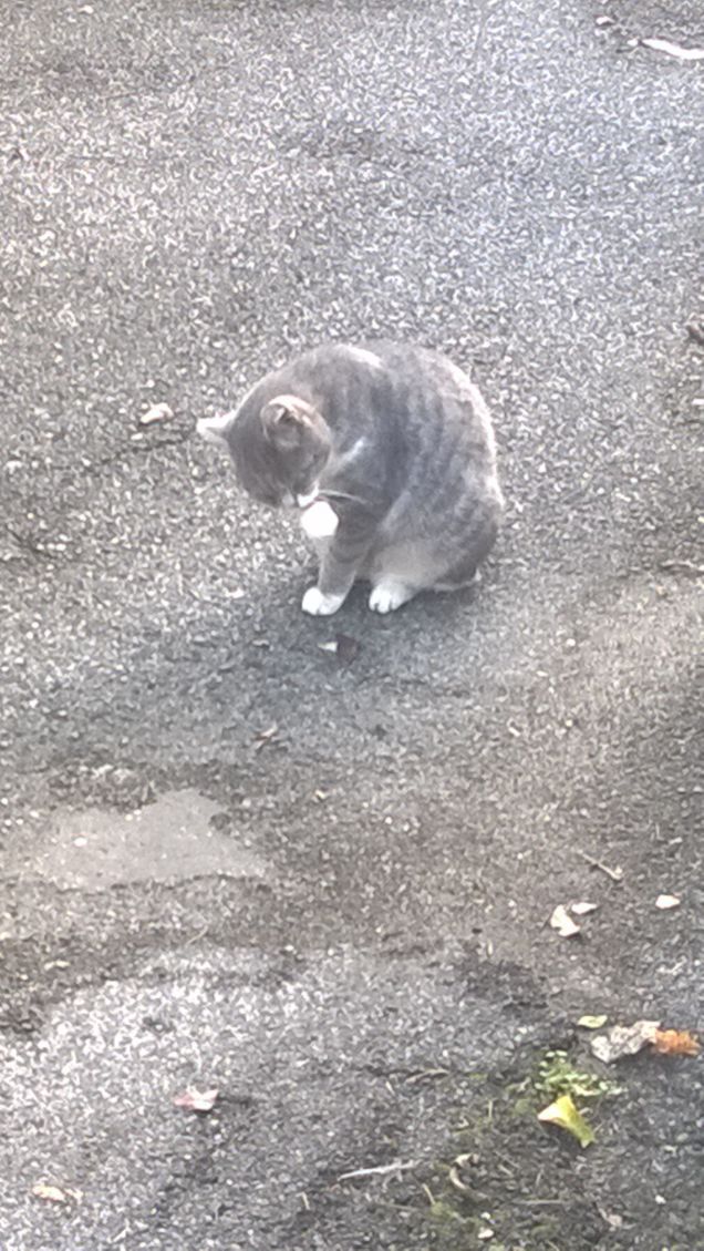 Mi lecco la zampetta.