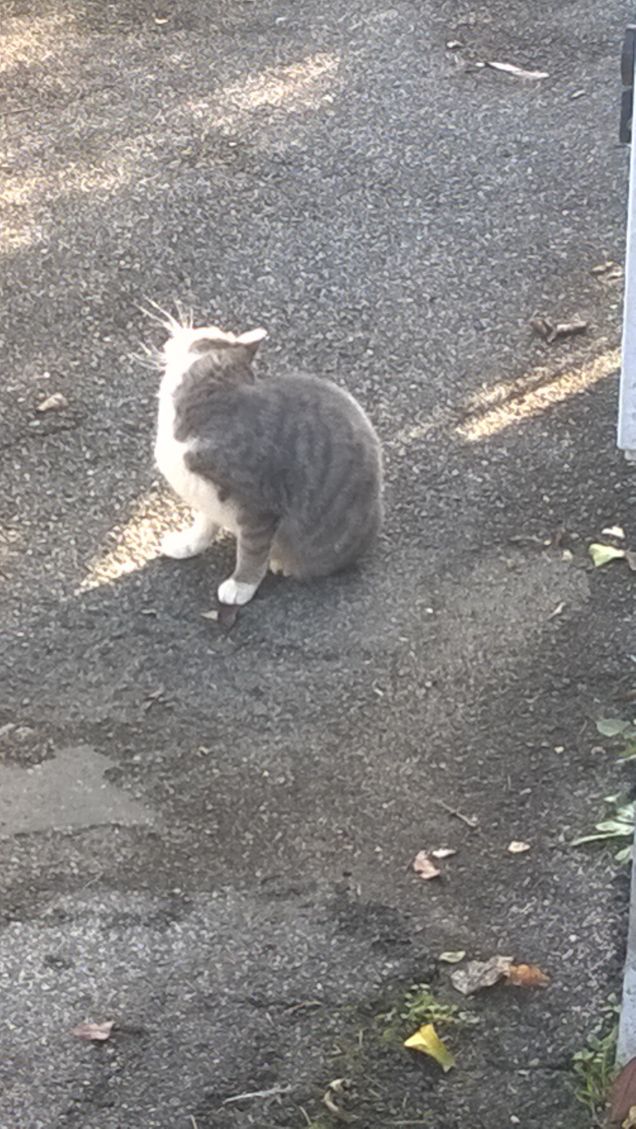 Grattandomi la testolina.