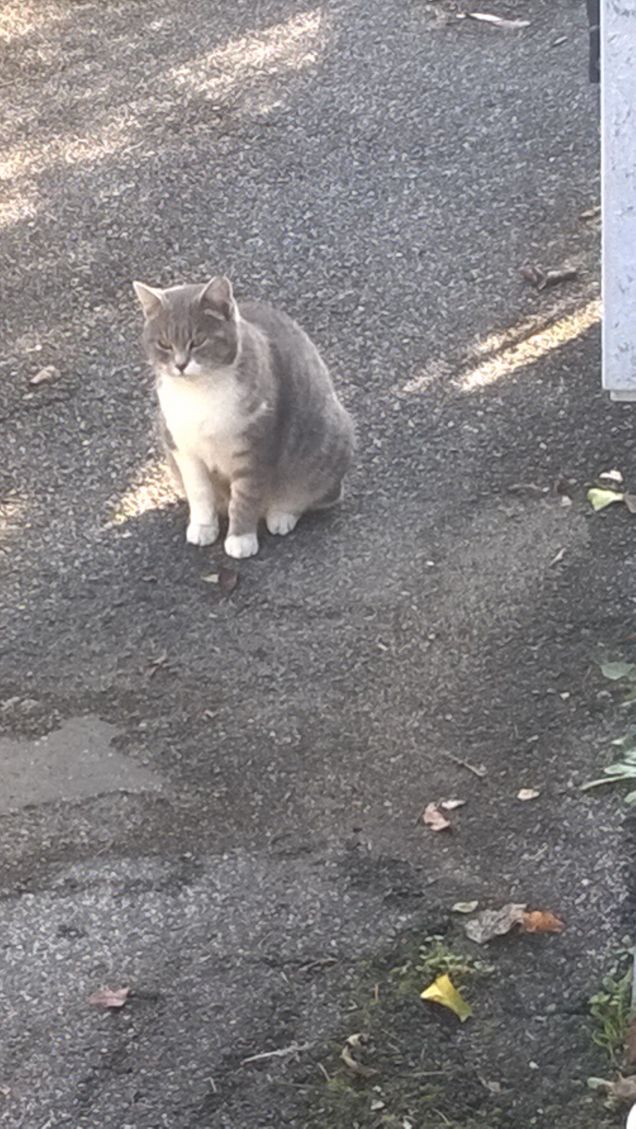 Osservate bene questa è un'altra posa.