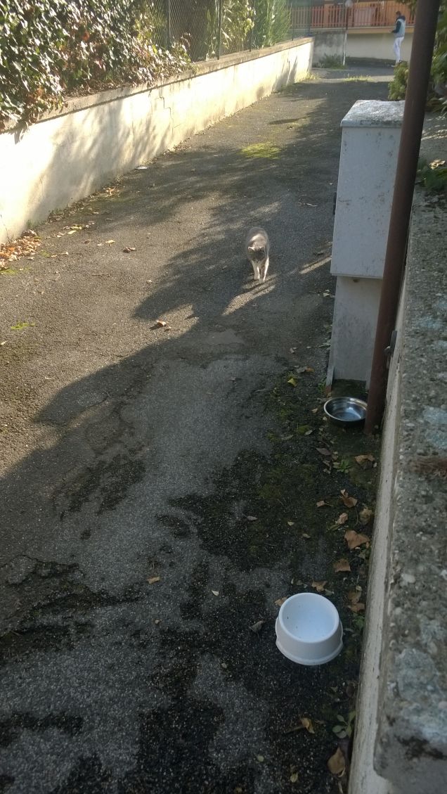 Non sapevo che i gatti fossero cosi.