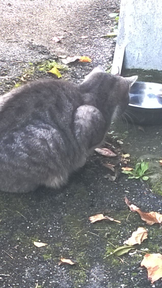 Ammirando la ciotola vuota.