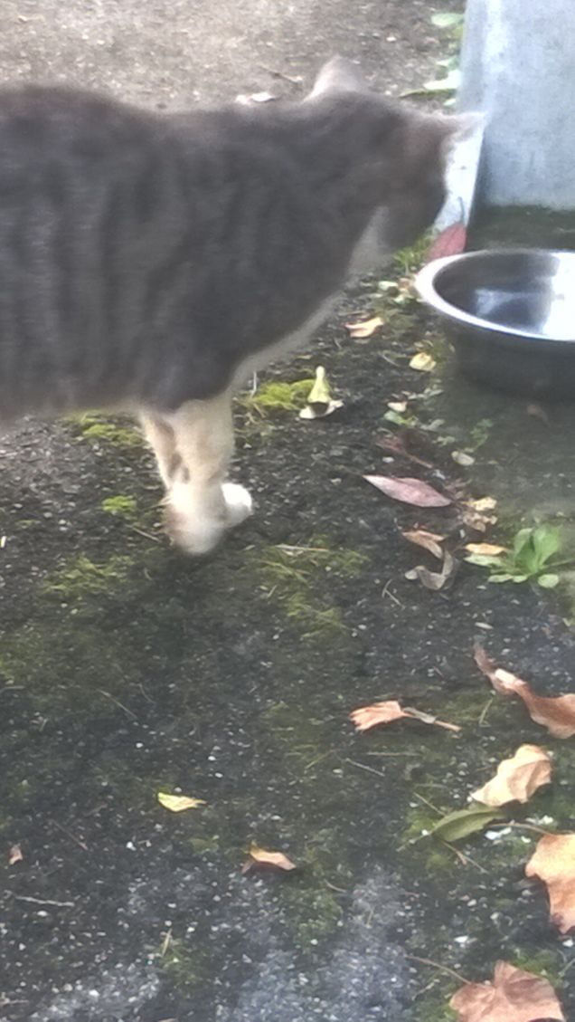 Forse si sta specchiando.