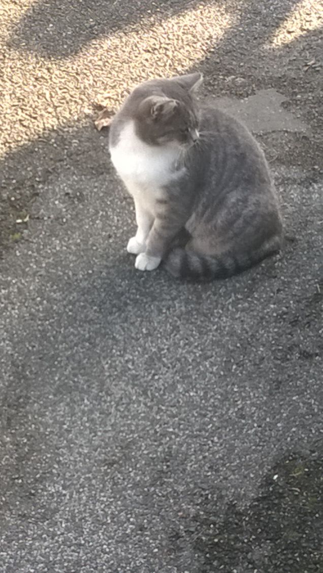 Dietro di me qualcosa si muove.