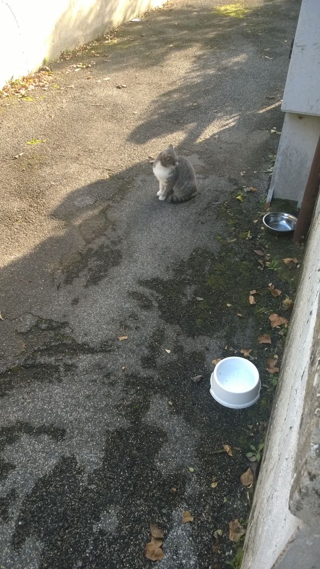 Le ciotole sono vuote.