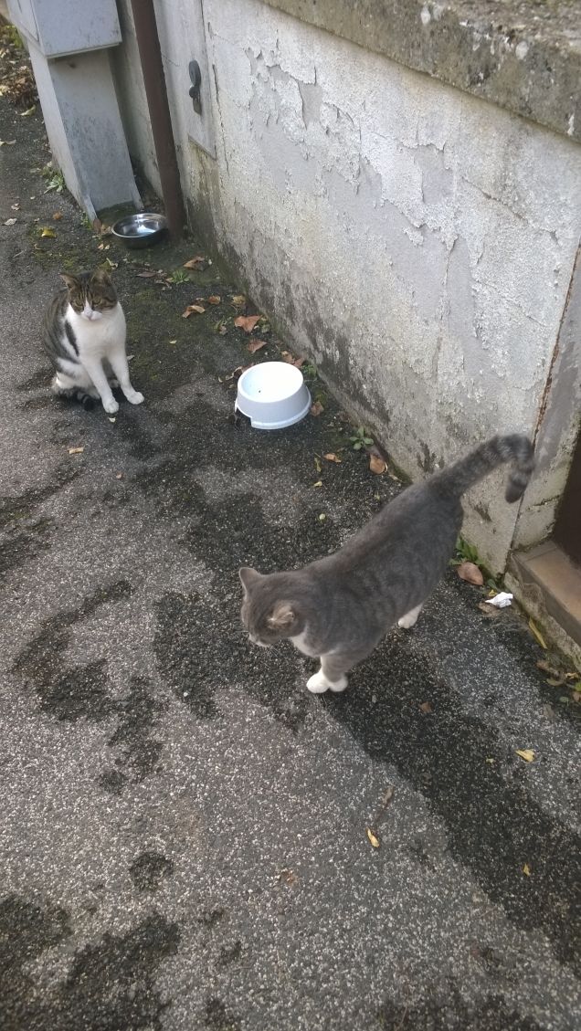 Tutti presenti per la pappa.