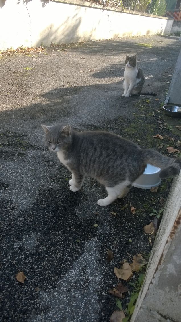 Sono bravi e educati.