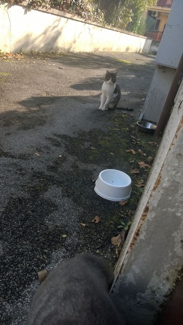 Un gatto due ciotole.