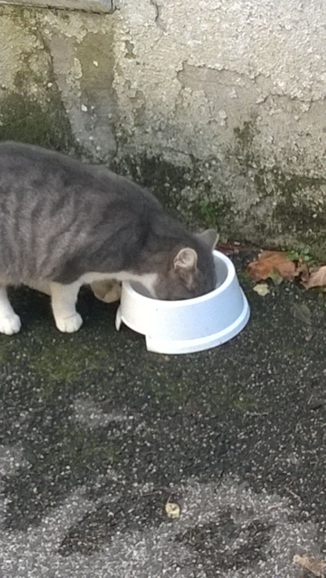 le Musino dans le bol