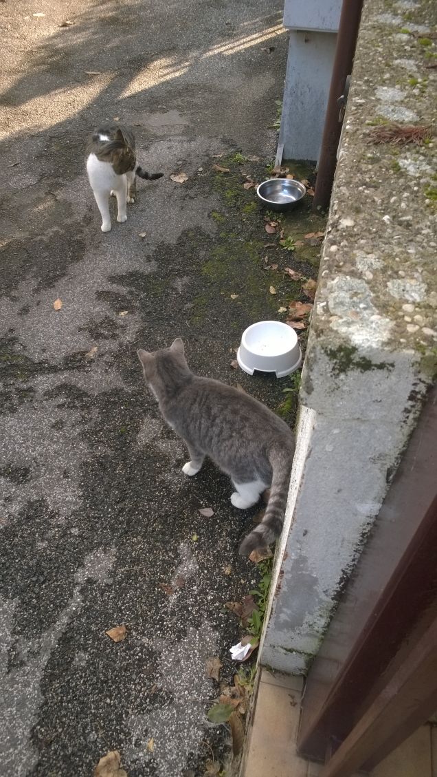 regardons les yeux neggli