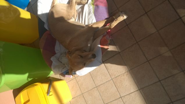 Il sole gli da energia.