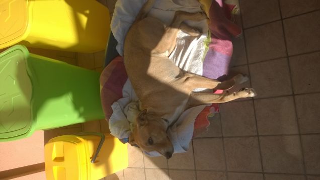 La Domenica di Lucky