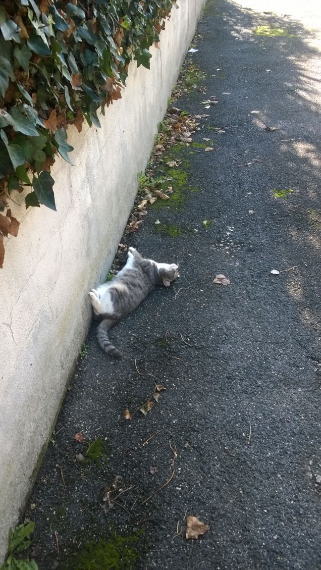 Sdraiata sull'asfalto.