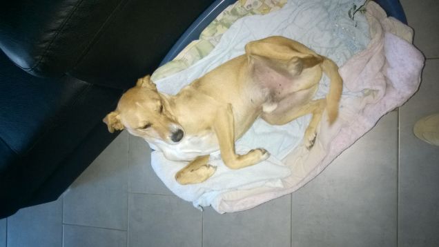 Innamorato di questa cuccia.