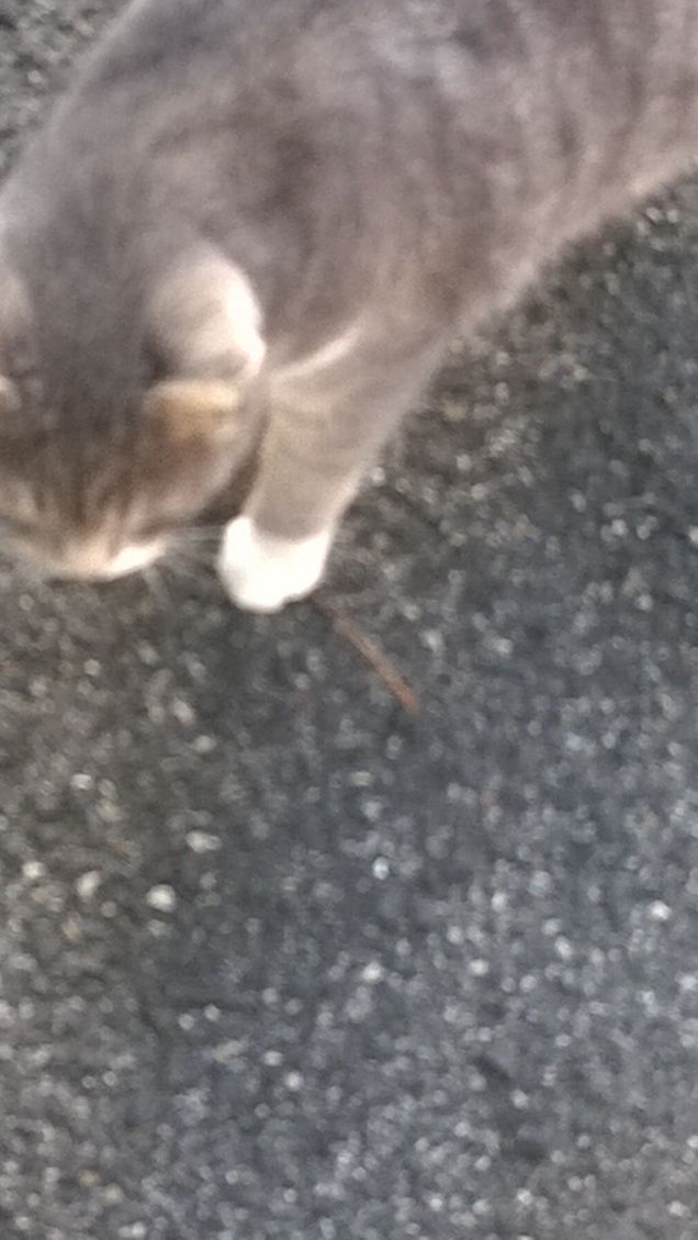 Si avvicina furtiva.