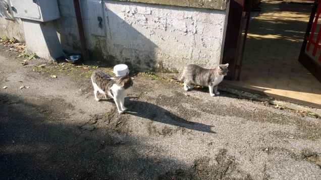 Insieme si fanno compagnia.