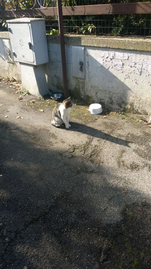 In attesa della buona pappa.