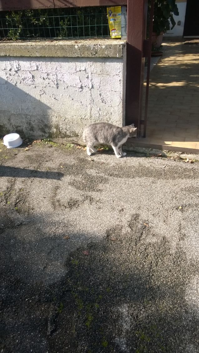 La ciotola è vuota e io ho tanta fame.