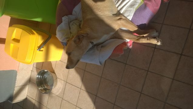 Una splendida giornata di sole per Lucky.