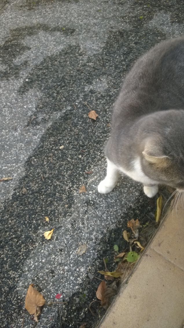 La mia piccolissima micina.