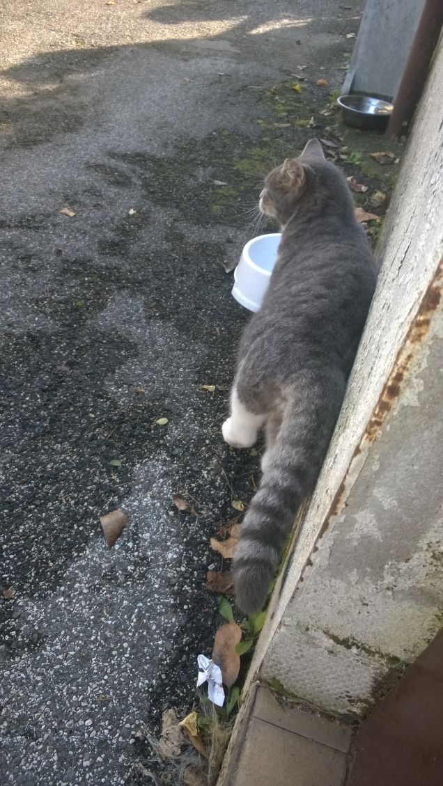 Se non mi dai la pappa vado via.