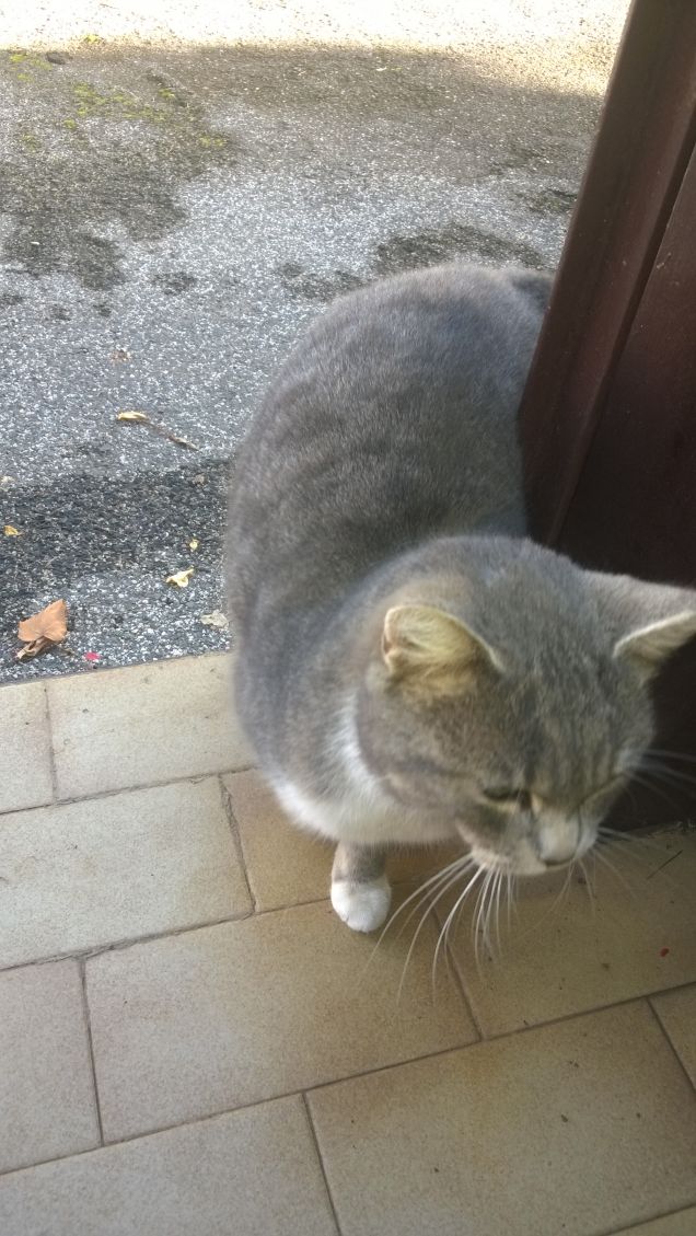 Per questa micia provo un affetto grandissimo.