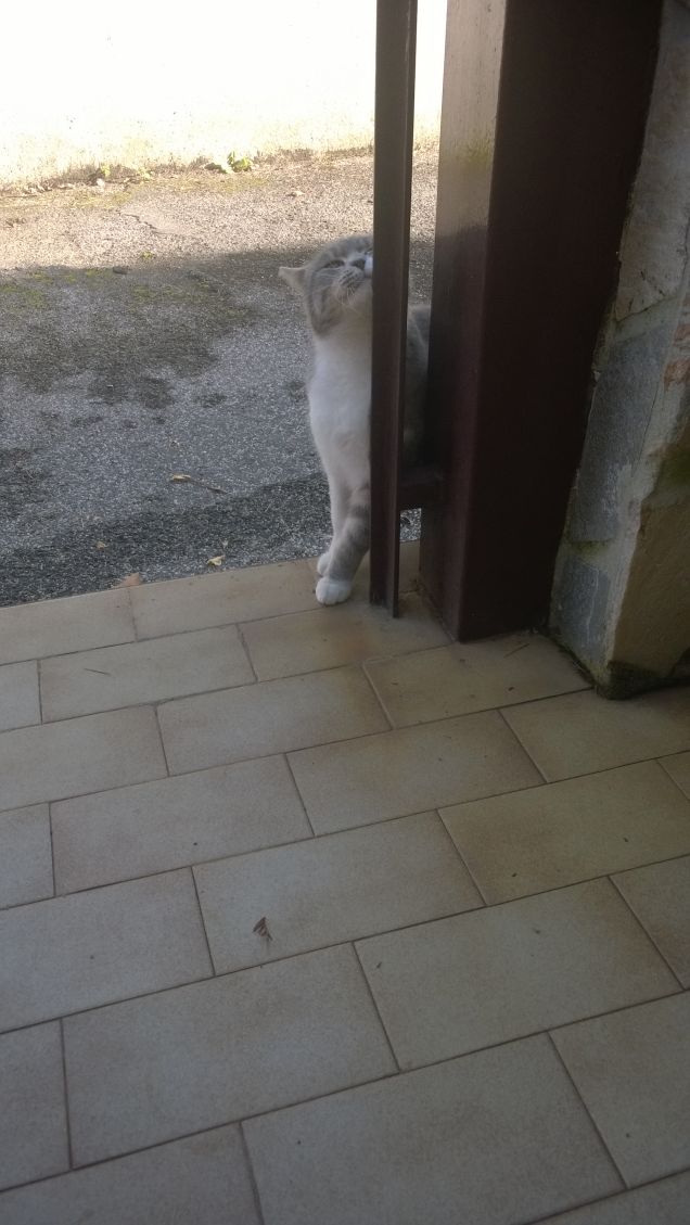 Non capisco perchè si strofina sempre.