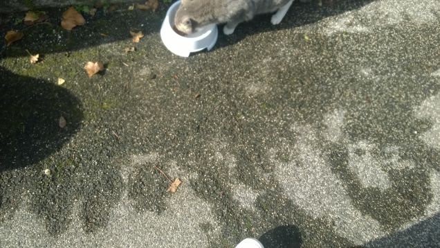 Qui si mangia sempre.