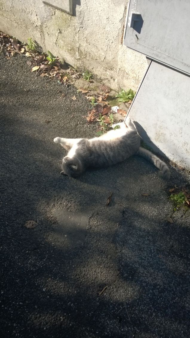 Mi rotolo per terra.