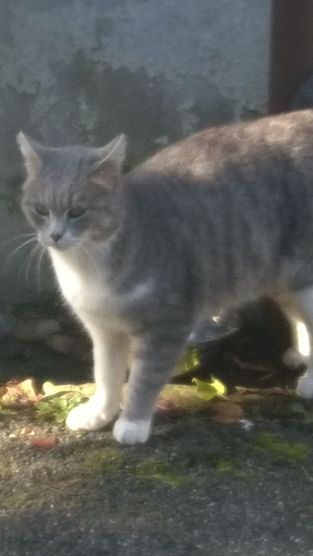 Pronta per la caccia.