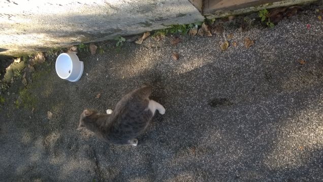 La gatta e la ciotola.