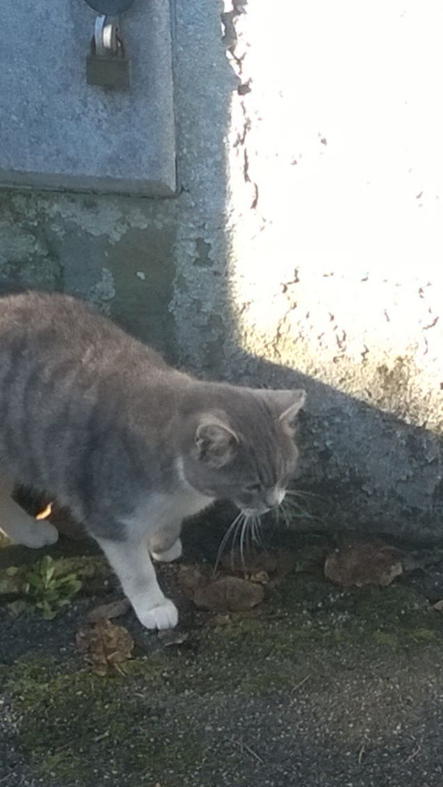 Dovrò metterla a dieta sta diventando una cicciona.