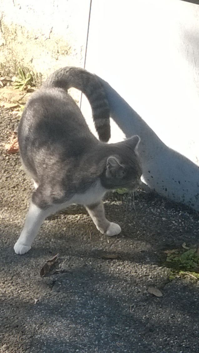 Faccio la ruota come i Pavoni.