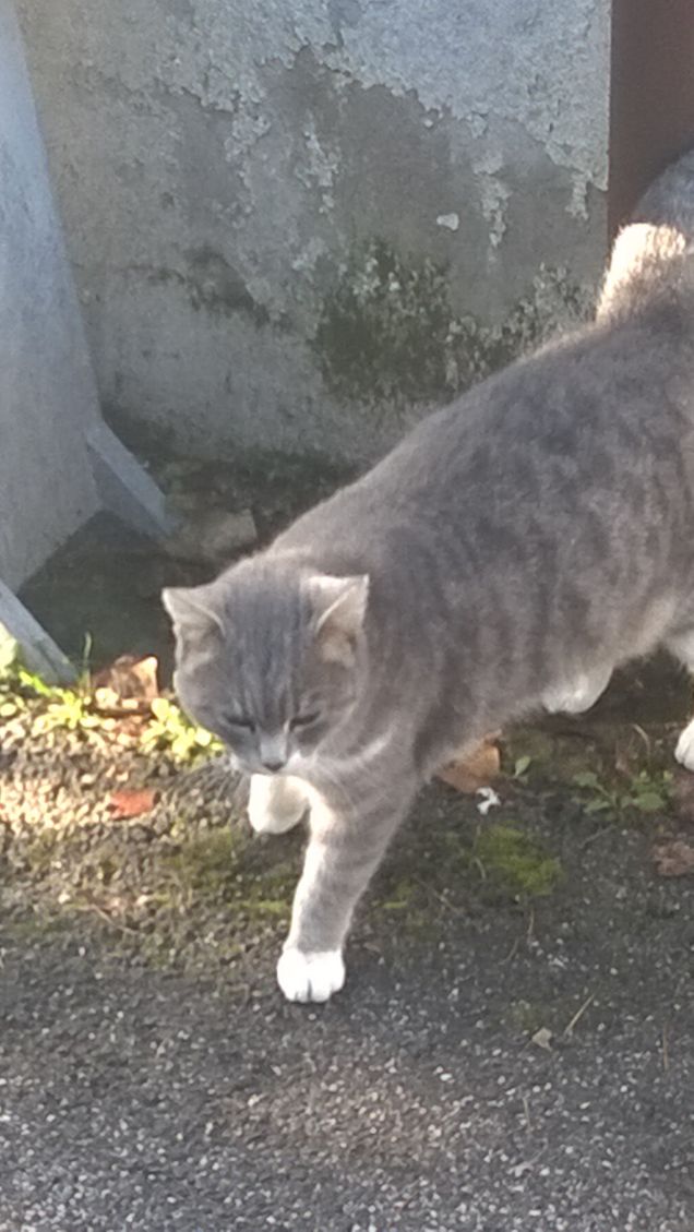 Non sono un gatto cacciatore.