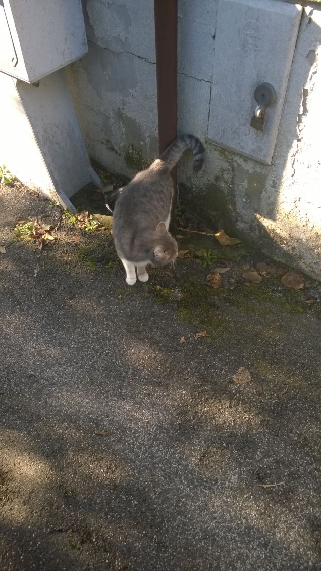 Oggi fa un freddo polare.