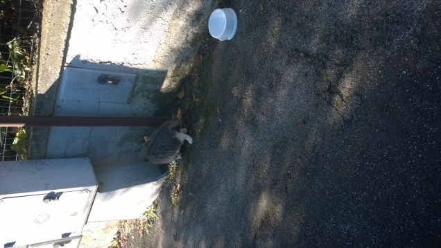 E con questa vi saluto by by.