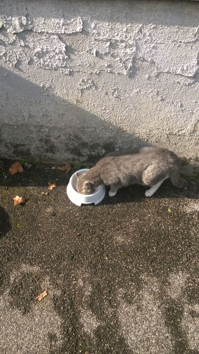 Volevo farvi vedere come mangio.