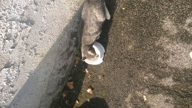 Oggi è un'altro giorno.