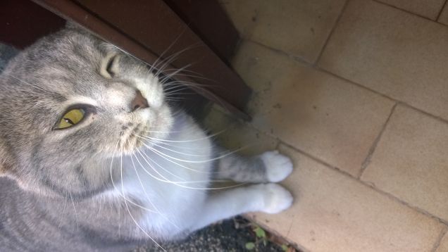 Due occhi verdi che ti guardano.