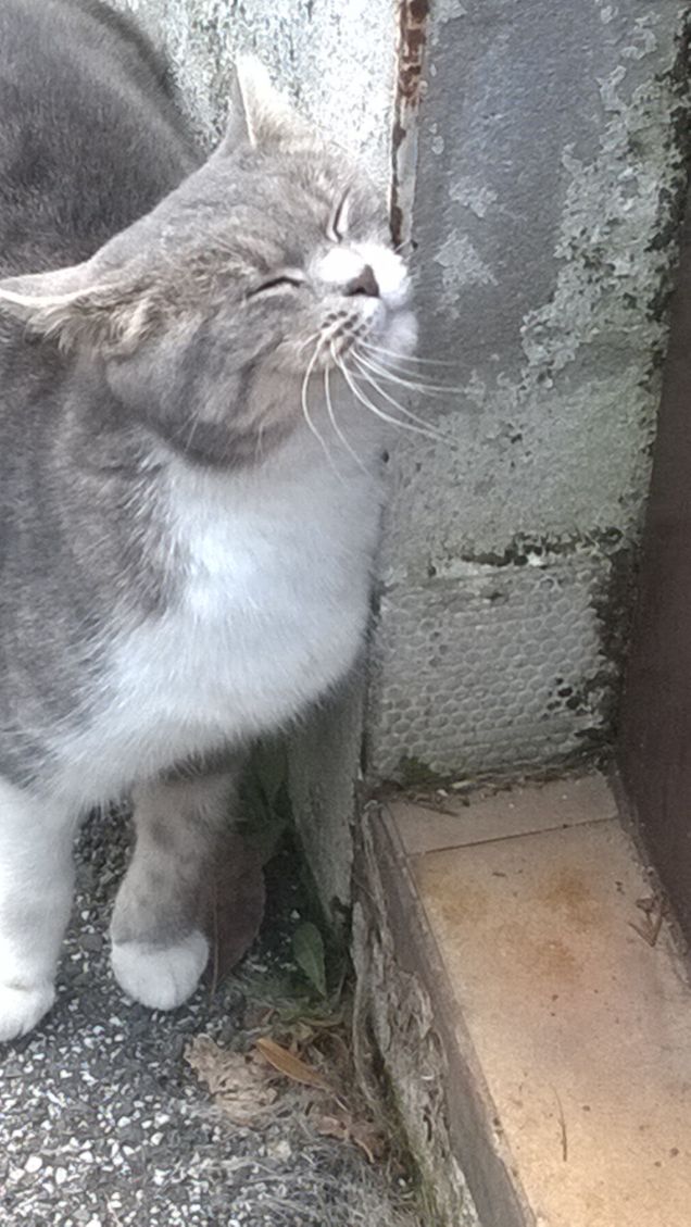 Il muro del...gatto.