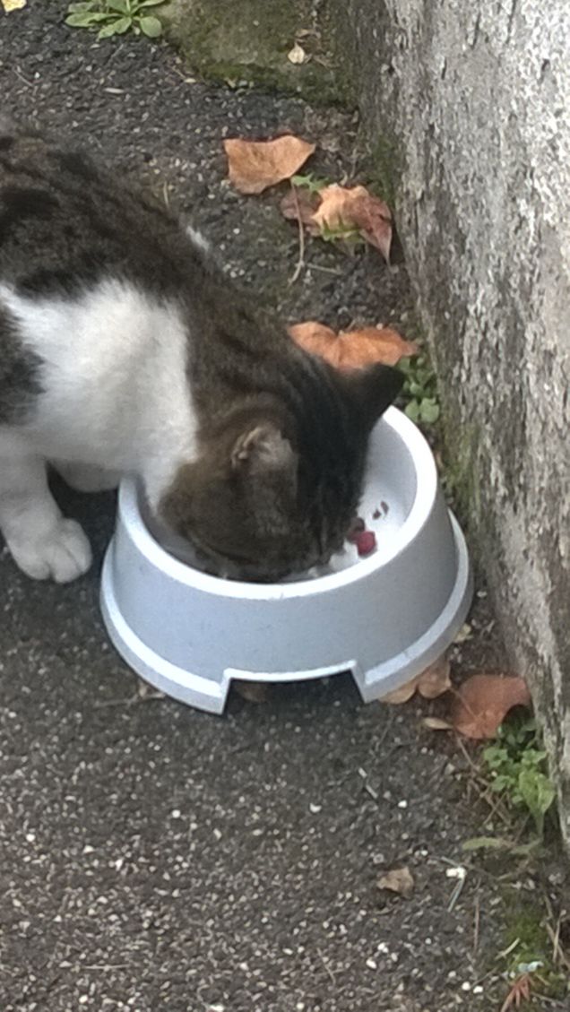 Buon appetito micione.