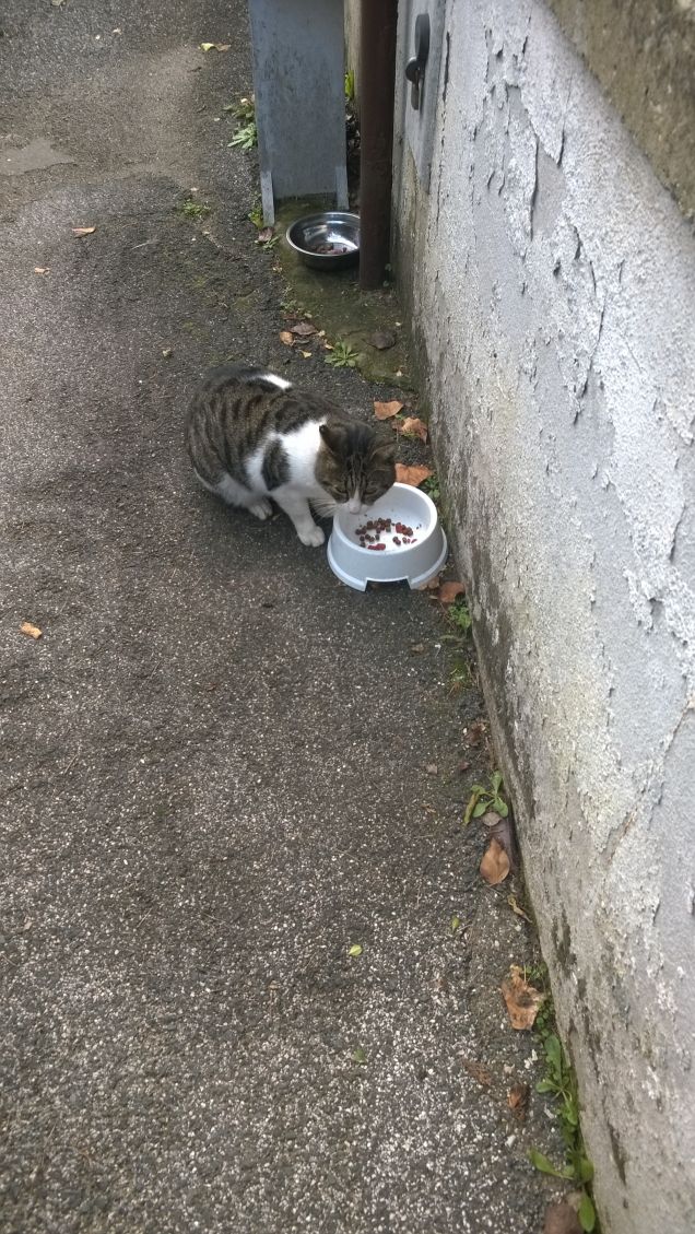 La sua arte è mangiare.