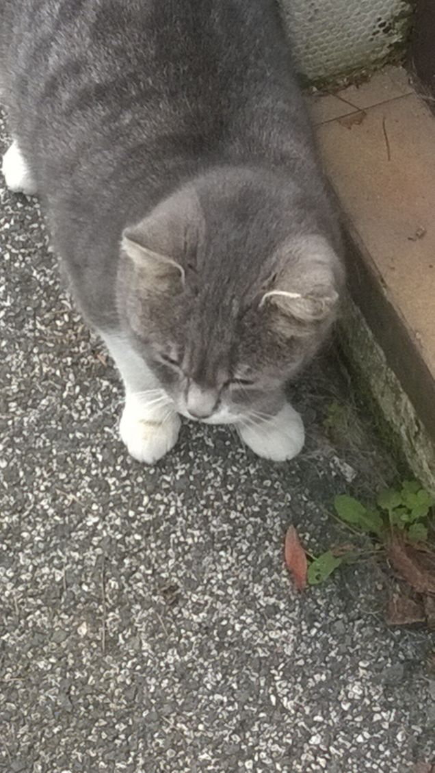 La mia micina amatissima.